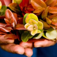 Photo: ʻOhiʻa lehua