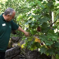 Photo: Waimea Valley staff