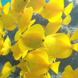 Aquarium fish square
