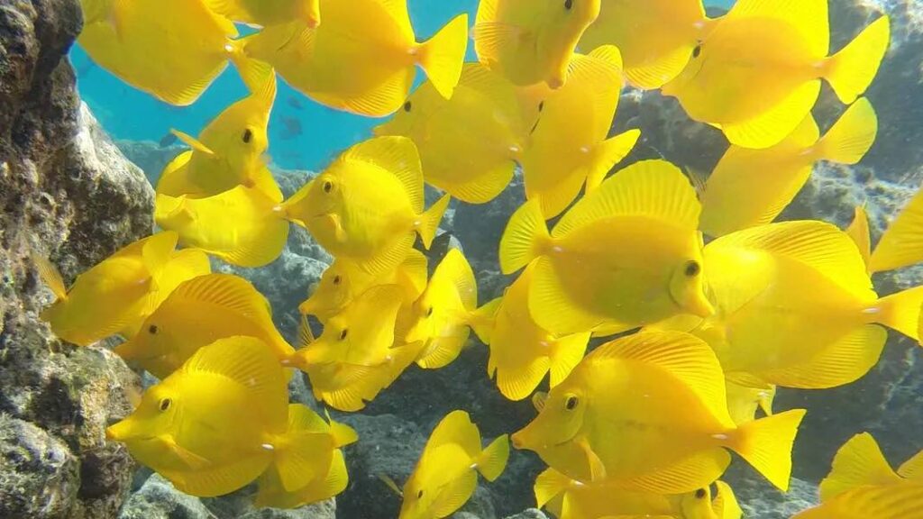 YELLOW FISH