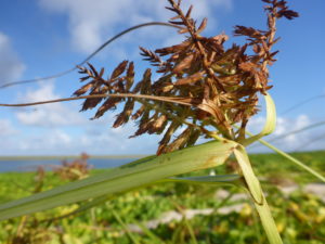 ʻAhuʻawakua (Bryan’s flatsedge) - Photo: John Vetter, USFWS