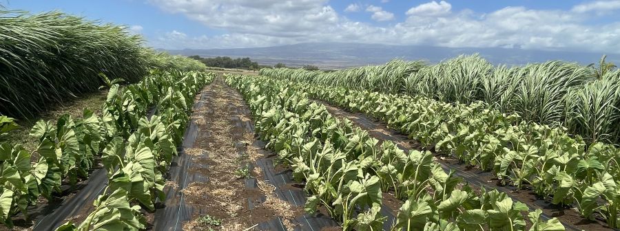 OHA Launches Mahiʻai Micro Fund to Support Native Hawaiian Farmers
