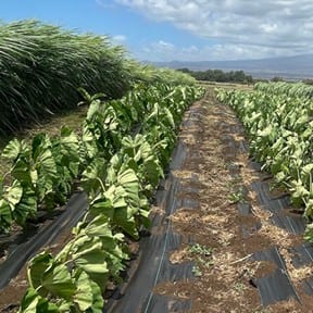 Photo: Kalo Farm